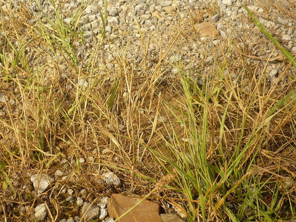Hainardia cylindrica (Poaceae)